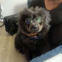 Thumbnail photo of Koda/Bubba #4