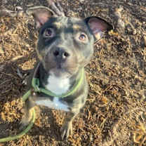 Thumbnail photo of Chloe #1