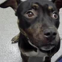 Thumbnail photo of Chloe #2