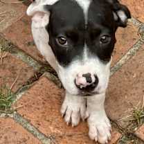 Thumbnail photo of 251418  Baby Boy #1