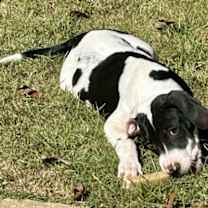 Thumbnail photo of 251418  Baby Boy #4