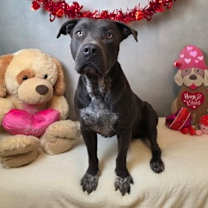 Thumbnail photo of Beaumont #1