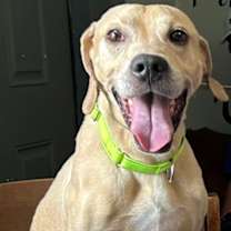 Thumbnail photo of Lucky #1