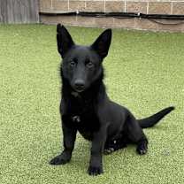 Thumbnail photo of Little John #2