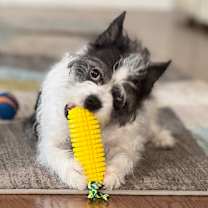 Thumbnail photo of Moxie #2