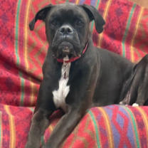 Thumbnail photo of Crimson Tide #1