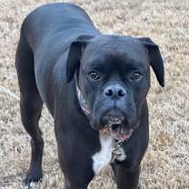 Thumbnail photo of Crimson Tide #4