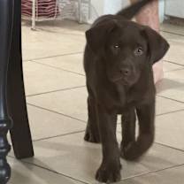 Thumbnail photo of Charlie #1