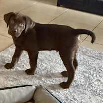 Thumbnail photo of Charlie #3