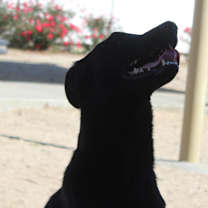 Thumbnail photo of Zimm #1