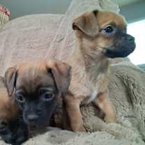 Thumbnail photo of Cocoa GC #1