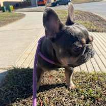 Thumbnail photo of Nikko JuM #4