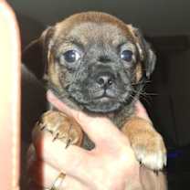 Thumbnail photo of Cocoa GC #3