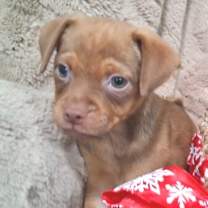 Thumbnail photo of Coal GC #3