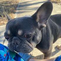 Thumbnail photo of Nikko JuM #2