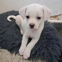 Thumbnail photo of Pearl JuM/GC #1