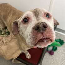 Thumbnail photo of Rex #2