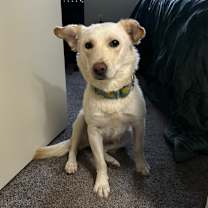 Thumbnail photo of Tomato-in foster! #1