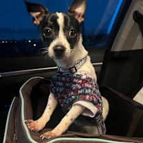 Thumbnail photo of Chico #4