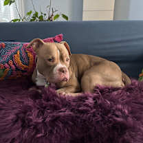 Thumbnail photo of Sandwich--In Foster #3