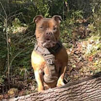 Thumbnail photo of Reese #1