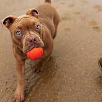 Thumbnail photo of Reese #2