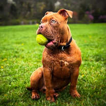 Thumbnail photo of Reese #3