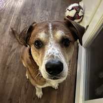 Thumbnail photo of Rooney #3