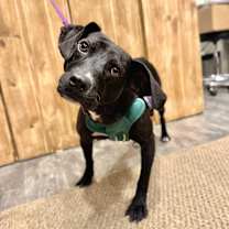 Thumbnail photo of Dark Tower #1