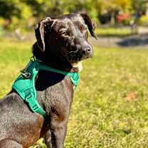 Thumbnail photo of Dark Tower #4