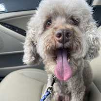 Thumbnail photo of Luna #2