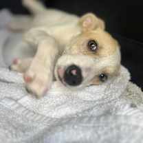 Thumbnail photo of Holly #1