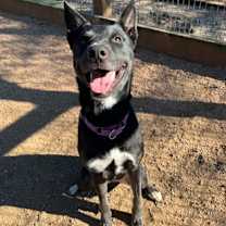 Thumbnail photo of MANTIS #1