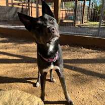 Thumbnail photo of MANTIS #2