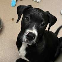 Thumbnail photo of Ash #2