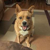 Thumbnail photo of Ginger #1