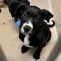 Thumbnail photo of Ash #3