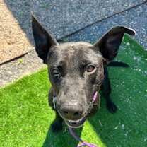 Thumbnail photo of Vera #1