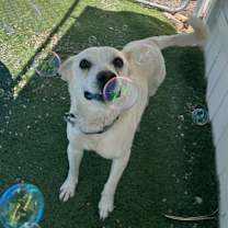 Thumbnail photo of Jack Jack #2