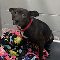 Thumbnail photo of Kraken #1