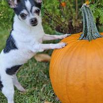 Thumbnail photo of Oreo #1