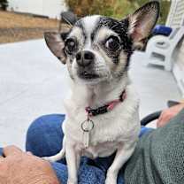 Thumbnail photo of Oreo #3