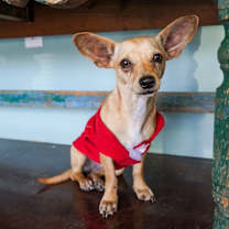 Thumbnail photo of Kiri #1