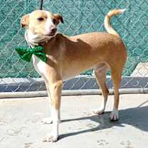 Thumbnail photo of Milo #4