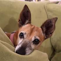 Thumbnail photo of Ms. Brownie #2