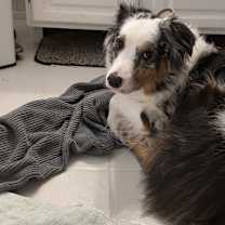 Thumbnail photo of Silas #3