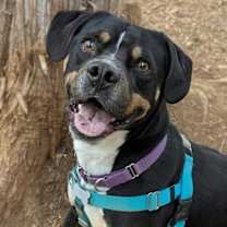 Thumbnail photo of Mason #1