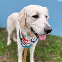 Thumbnail photo of Shiro #3