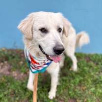 Thumbnail photo of Shiro #4