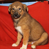 Thumbnail photo of Fozzie #4